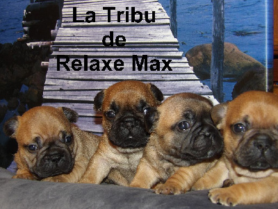 La Tribu De Relaxe Max - Bouledogue français - Portée née le 02/12/2023