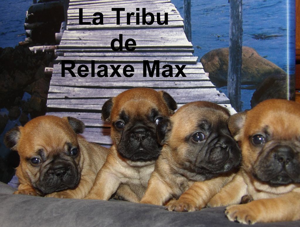 La Tribu De Relaxe Max - Bouledogue français - Portée née le 02/12/2023